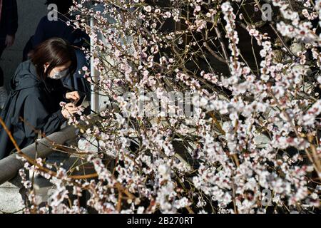 Tokyo, Japon. 01 mars 2020. Les gens prennent des photos de cerisiers en fleurs au sanctuaire de Yushima Tenmangu à Tokyo, Japon, le 1er mars 2020. La demande du gouvernement japonais d'annuler ou de reporter un grand événement à l'échelle nationale pour contrôler la propagation du nouveau coronavirus. Photo de Keizo Mori/UPI crédit: UPI/Alay Live News Banque D'Images