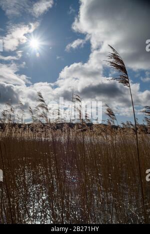 Les roseaux soufflent dans la brise sous un ciel bleu vif avec des nuages blancs, rétroéclairé par le soleil. Réflexions dans l'eau de la gueule du lac de pêche. Banque D'Images