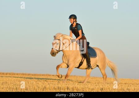 Pilote portant un protecteur de corps à cheval à l'arrière d'un cheval de fjord norvégien cantering dans un champ de chaume Banque D'Images