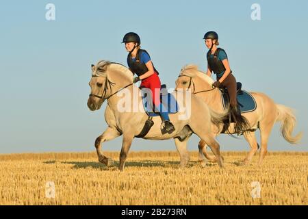 Deux coureurs portant un protecteur de corps à cheval à l'arrière d'un cheval de fjord norvégien cantering dans un champ de chaume Banque D'Images