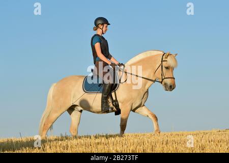 Pilote portant un protecteur de corps à cheval à l'arrière d'un cheval Norvégien Fjord dans un champ de chaume Banque D'Images