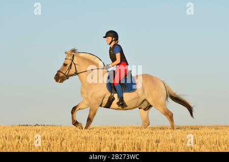 Pilote portant un protecteur de corps à cheval à l'arrière d'un cheval de fjord norvégien cantering dans un champ de chaume Banque D'Images