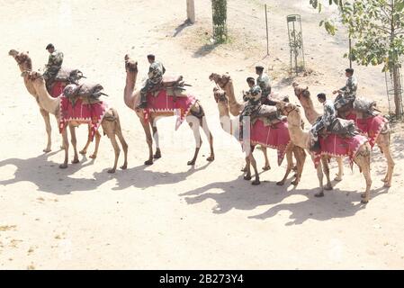 Des soldats de la BSF avec des chameaux avant la visite du président des États-Unis, M. Donald Trump à Motera/Ahmedabad/Gujarat/Inde Banque D'Images