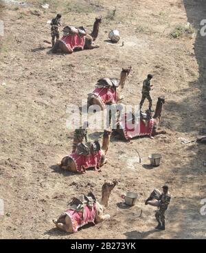 Des soldats de la BSF avec des chameaux avant la visite du président des États-Unis, M. Donald Trump à Motera/Ahmedabad/Gujarat/Inde Banque D'Images