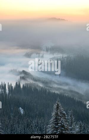 Forêt avec peu de neige en premier plan. Brouillard et nuages au milieu de la composition. Lever du soleil en arrière-plan. Banque D'Images