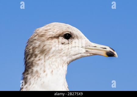 Gros plan sur la tête de Gole à bec-de-bague (Larus delawarensis); région de la baie de San Francisco, Californie Banque D'Images