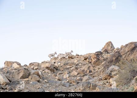 Mouton bleu de Bharal ou himalayan près du lac Mane, Spiti Valley. Banque D'Images