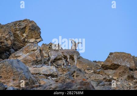 Mouton bleu de Bharal ou himalayan près du lac Mane, Spiti Valley. Banque D'Images