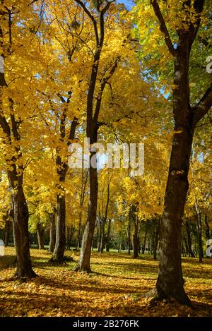 Bois d'érable doré ensoleillé. Scène d'automne dans le parc. Banque D'Images