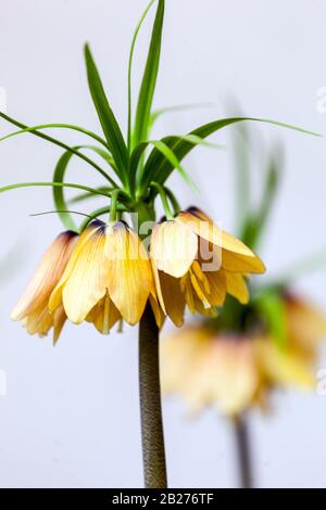 Couronne Imperial Fritillary Fritillaria Impérialis 'Early Fantasy' Banque D'Images