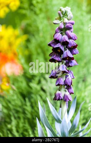 Fritillaria persique Liliaceae Banque D'Images