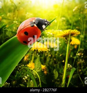 Soleil de coccinelle sur le terrain Banque D'Images