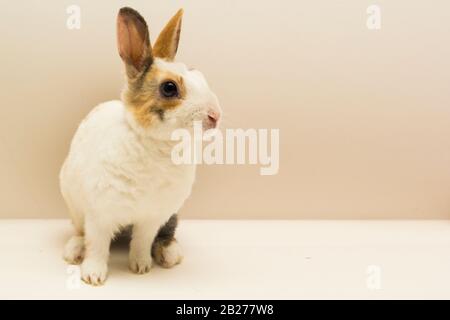 Petit lapin sur fond gris. Espace de copie Banque D'Images