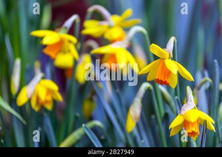 Jetée de Daffodil, jonquilles jaunes fleurs jardin Narcisse Banque D'Images