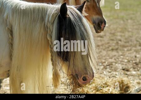 Un cheval à poil long. Gypsy Tanner, gypsy cop Banque D'Images