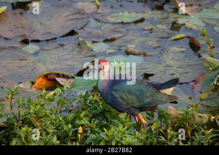 Un samphen pourpre à gué dans la zone peu profonde d'un lac (photo prise dans le jardin botanique de Lalbagh, Bangalore City, Inde) Banque D'Images