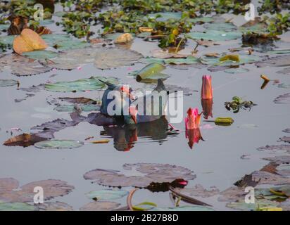 Un samphen pourpre à gué dans la zone peu profonde d'un lac (photo prise dans le jardin botanique de Lalbagh, Bangalore City, Inde) Banque D'Images