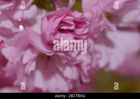 ROSE CHARMANT la saison de printemps est sur nous comme les jardins botaniques à travers le monde vont en pleine floraison et ces cerisiers en fleurs sont la couleur de romance. Banque D'Images