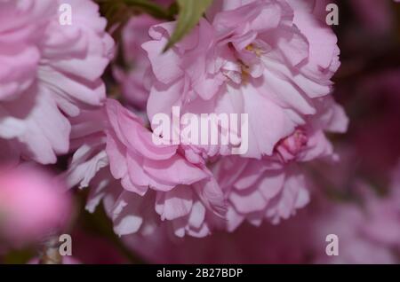 ROSE CHARMANT la saison de printemps est sur nous comme les jardins botaniques à travers le monde vont en pleine floraison et ces cerisiers en fleurs sont la couleur de romance. Banque D'Images