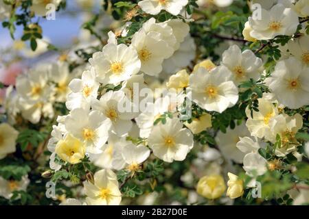 Chinesische Goldrose (Rosa hugonis) Banque D'Images