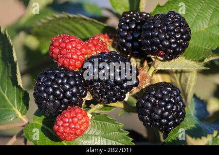 Stachellose Brombeere (Rubus fruticosus 'Chester' sans épines) Banque D'Images