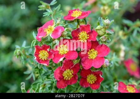 Fingerstrauch (Potentilla fruticosa 'Danny Boy') Banque D'Images