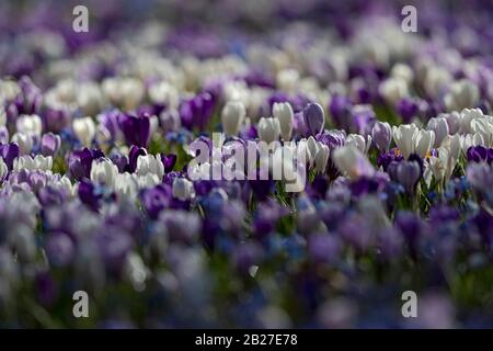 Prairies fleuries de crocus en début de printemps allemand. Banque D'Images