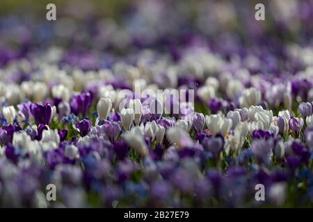 Prairies fleuries de crocus en début de printemps allemand. Banque D'Images