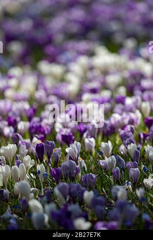 Prairies fleuries de crocus en début de printemps allemand. Banque D'Images