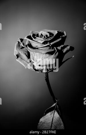 fleur de rose noire et blanche Banque D'Images