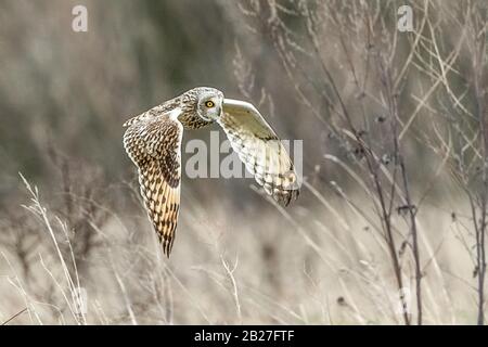 Hibou des marais. Banque D'Images