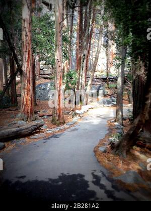 Sentier forestier pavé dans le parc national de Yosemite, Sierra Nevada dans le nord de la Californie, États-Unis, Lomography Banque D'Images