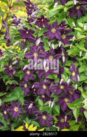 Waldrebe (Clematis 'EDEN') Banque D'Images