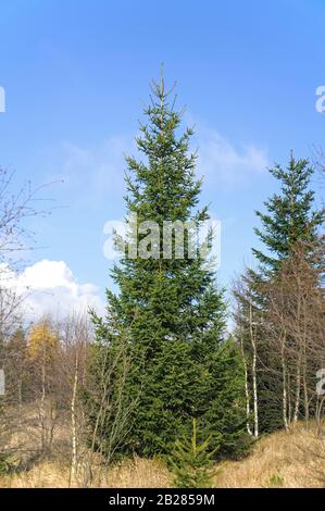 Georgenfelder Rot-Fichte, Hochmoor (Picea abies) Banque D'Images