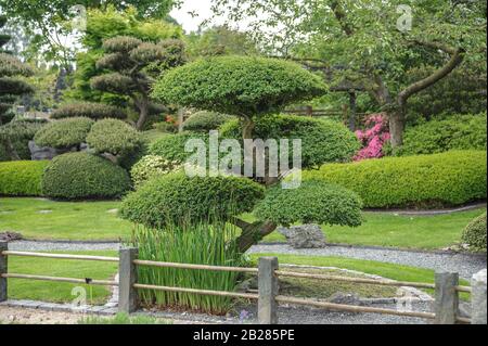 Japanischer Garten, Scheinbuche (Nothofagus antarctica) Banque D'Images