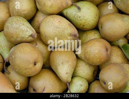 Pyrus Communis « Général Leclerc » Banque D'Images