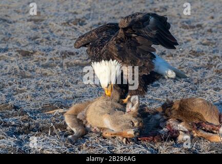 L'aigle à tête blanche (Haliaetus leucocephalus) s'emparer sur un cerf tué sur une route, Iowa, États-Unis. Banque D'Images