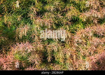 Gros plan sur les feuilles ou les aiguilles de la Cryptomeria elegans de cèdre rouge japonais montrant la coloration du vert au rouge à la fin de l'hiver Banque D'Images