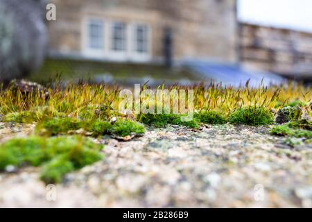 Croissance abondante de Tortula muralis mur-mousse, aka mousse tordue ou mousse d'étoiles avec un grand nombre de sporophytes au-dessus de gamétophytes de housonie sur le th Banque D'Images