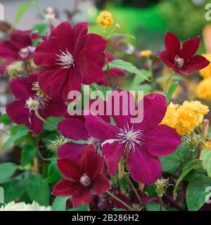 Clematis 'Rouge Cardinal' Banque D'Images