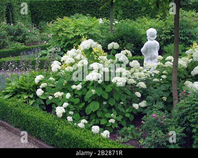 L'Hydrangea arborescens grandiflora Banque D'Images
