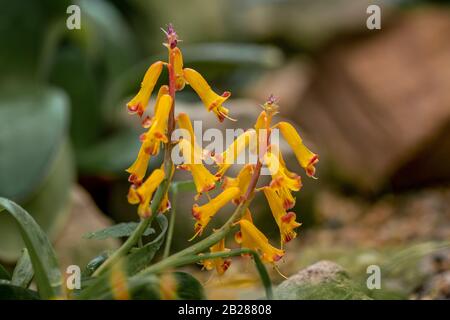 Gros plan détaillé de fleurs jaunes d'une plante de vachette du cap (lachenalia aloides) Banque D'Images