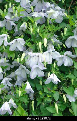 Waldrebe (Clematis 'Caerulea Luxurians') Banque D'Images