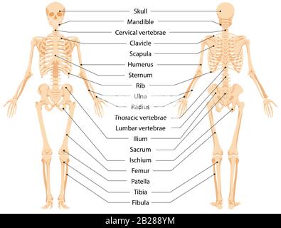 Illustration graphique vectorielle de la vue avant et de la vue arrière du squelette anatomique humain Illustration de Vecteur
