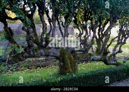 Arbre aux pommes espalier, 200 ans, croissant dans un jardin clos au manoir de Llanerchaeron, Ceredigion, Pays de Galles Banque D'Images