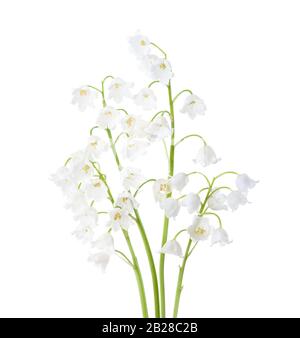 Quatre fleurs de Lily de la vallée isolées sur fond blanc. Banque D'Images