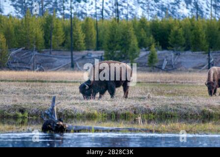 Gros bisons qui paissent juste de l'autre côté de la rivière sur l'herbe de la prairie devant une nouvelle forêt de pins de croissance devant le mois obscur enneigé de la fin du printemps Banque D'Images