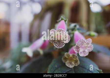 Gros plan sur les fleurs violettes Banque D'Images