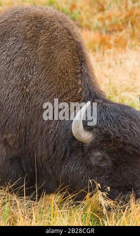 Gros plan d'un Grand pâturage de bison sur les nouvelles herbes de printemps qui grandissent et parmi les herbes dorées de l'année dernière Banque D'Images