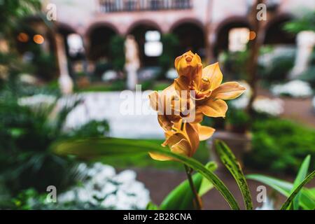 Gros plan de fleurs jaunes sur fond de jardin Banque D'Images